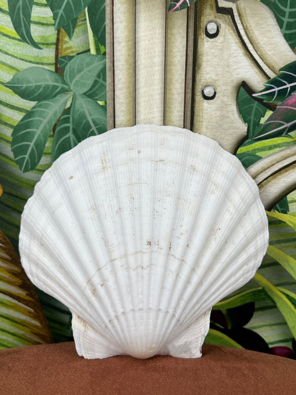 Large hand painted shells Hermeline