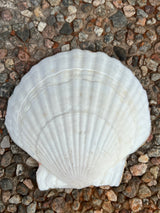 Shell wild cranium